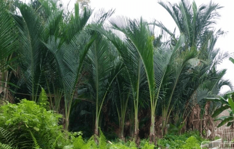 Solusi Peningkatan Produktivitas Sagu di Tana Luwu