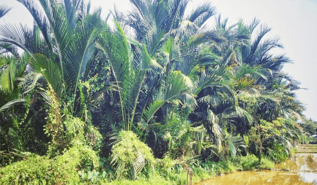 Solusi Peningkatan Produktivitas Sagu di Tana Luwu